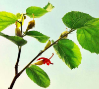 Gudmar (Gymnema Sylvestre)